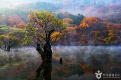 신비로운 주왕산과 주산지, 청송이 선사하는 자연 속 명소 여행