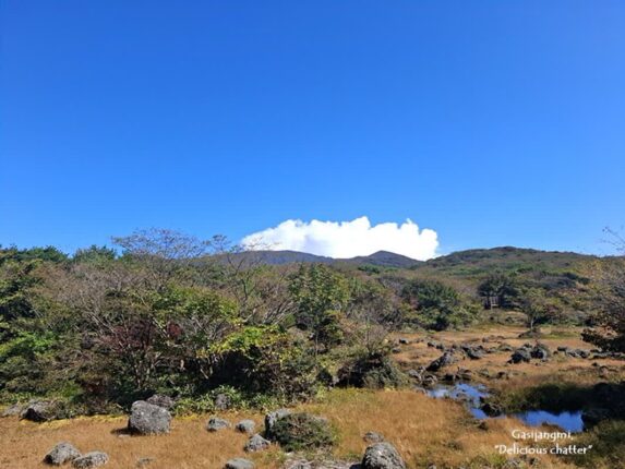 제주여행 1100고지 습지 / 서귀포 디저트 카페 허니문하우스