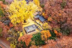 “말이 필요 없네요, 주말에 당장 가보세요” 무료로 즐기는 경주 단풍 명소