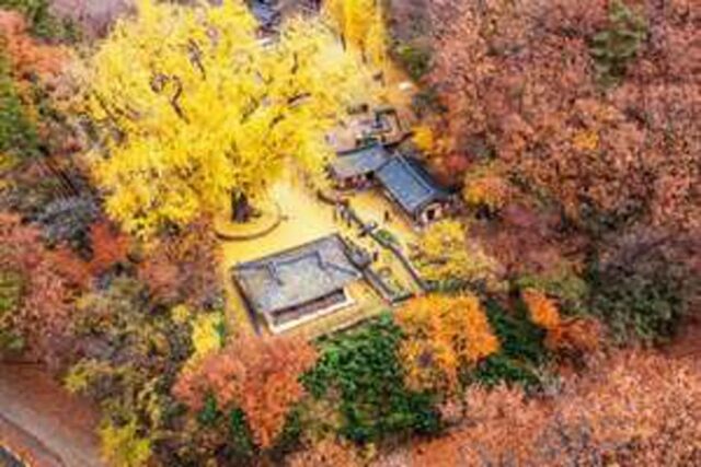 “말이 필요 없네요, 주말에 당장 가보세요” 무료로 즐기는 경주 단풍 명소