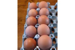 매일 먹는 계란, 조리법 하나로 몸을 망칠 수도 있습니다