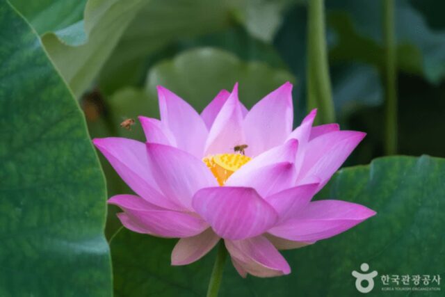 가을날의 양평 여행, 물길 따라 펼쳐지는 풍경과 맛의 향연