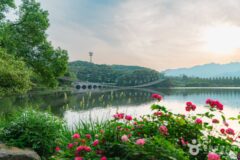과천의 숲길 따라 걷는 이야기, 자연과 문화의 조화