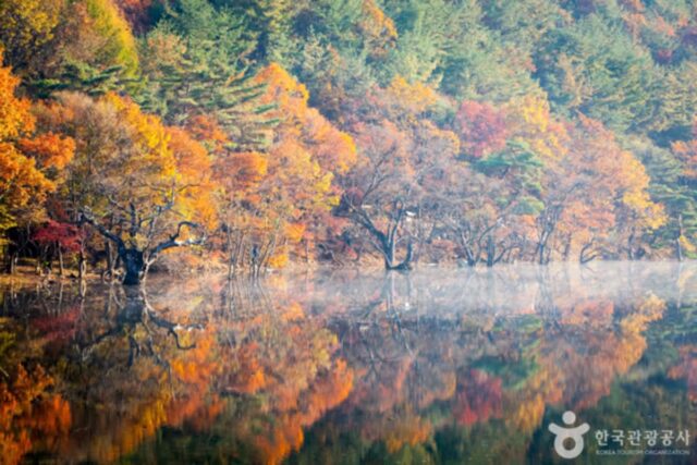 청송 가볼 만한 곳, 물안개 피어오르는 주산지의 가을 풍경