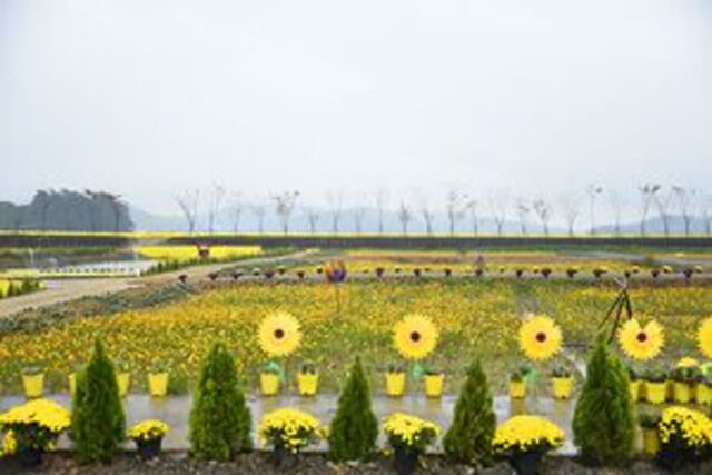 “단 열흘 간, 천사의 섬이 꽃의 섬으로 뒤바뀐다!” 3만 2천평에서 즐기는 아자니아 꽃 축제