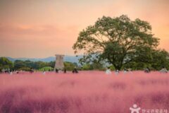 천년의 숨결 따라 걷는 경주 가을 여행, 황금빛 추억이 머무는 길