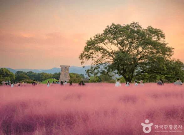천년의 숨결 따라 걷는 경주 가을 여행, 황금빛 추억이 머무는 길