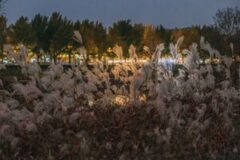 “국가에서도 너무 아름다워 인정했어요” 사계절 내내 아름다운 아산 은행나무 길