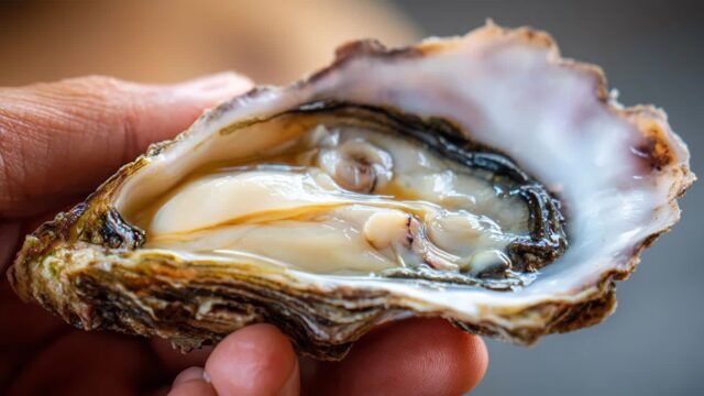 “안 먹으면 손해?” 굴 단백질 함유량, 겨울 보양식이 된 이유