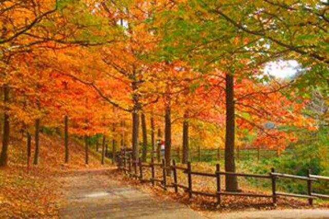 “9,100명 몰린 이유가 있다” 경상남도수목원 단풍축제 지금이 절정