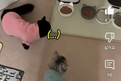 밥먹기전 이상한 루틴을 가진 고양이