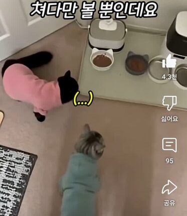밥먹기전 이상한 루틴을 가진 고양이