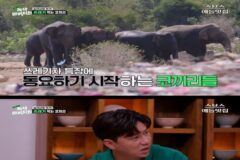 쓰레기에 중독된 코끼리들