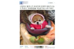 할머니들이 키우는 강아지들 한겨울 특징