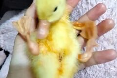 새끼오리 키울때 주의점