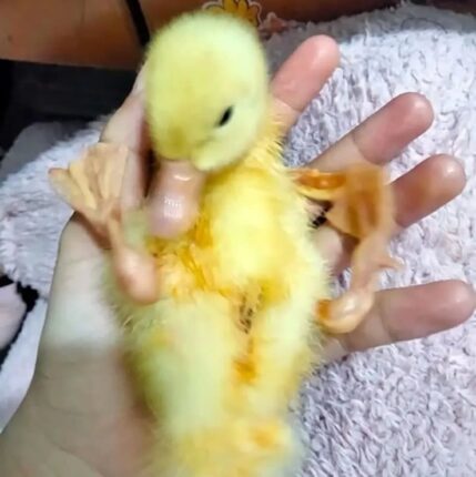 새끼오리 키울때 주의점