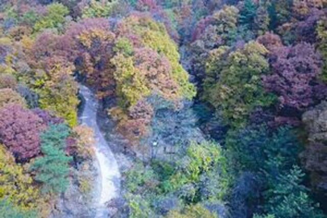 “5만㎡ 규모의 숲길이 붉고 노랗게, 그런데 무료로” 김천 물소리생태숲 단풍 여행