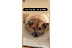 이효리가 임보하던 강아지 꼬깜이 근황
