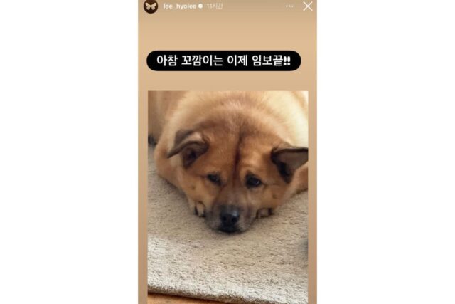 이효리가 임보하던 강아지 꼬깜이 근황