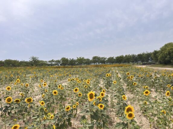푸른 바다와 노란 해바라기 물결 장관 ‘부안 줄포만 노을빛 지방정원’ 가볼까