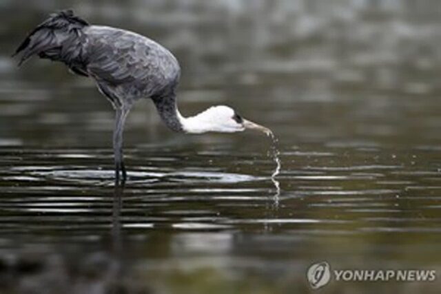 울산 회야강에서 희귀 보호종 흑두루미 발견