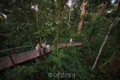 호주 케언즈 열대우림 ‘스카이레일’, 한국어 오디오 설명으로 더 깊은 문화체험을!