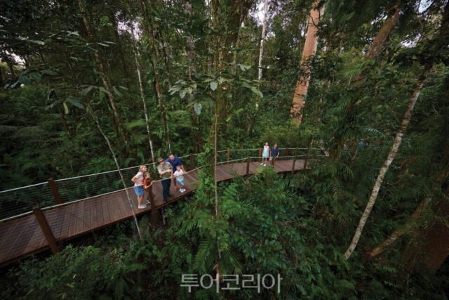 호주 케언즈 열대우림 ‘스카이레일’, 한국어 오디오 설명으로 더 깊은 문화체험을!