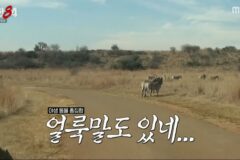 기안84가 얼룩말 보고 떠올린 것