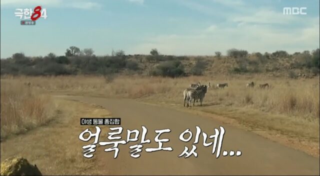 기안84가 얼룩말 보고 떠올린 것