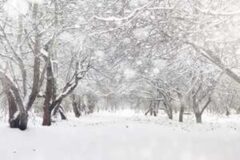 “왜 겨울에 담양이 미치도록 아름다울까?” 2km 숲길이 순백으로 변하는 담양 관방제림