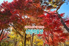 전북여행 순창 가볼 만한 곳 산림박물관