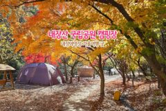 내장산 국립공원 캠핑장 내장야영장 가을여행 굿