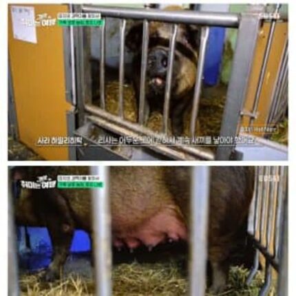생각보다 많은 사람들이 몰랐다는 돼지의 현실