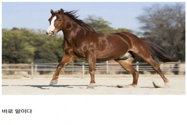 무협 만화에서 말(horse)이 잘 안 나오는 이유
