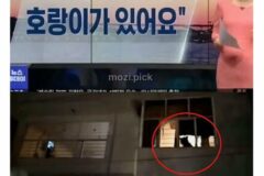 그림자 보고 집에 호랑이 있다고 신고