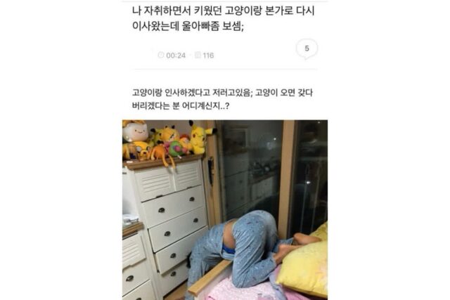 고양이 털날려서 데려오지 말라는 아빠