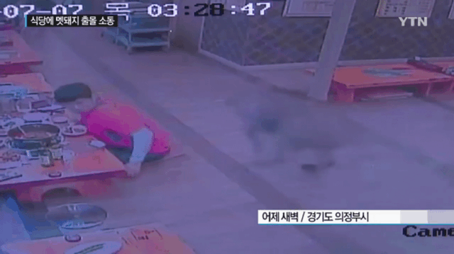 감자탕 먹다가 멧돼지가 처들어옴