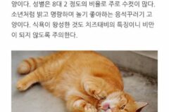 고양이 종류별 성격 .jpg