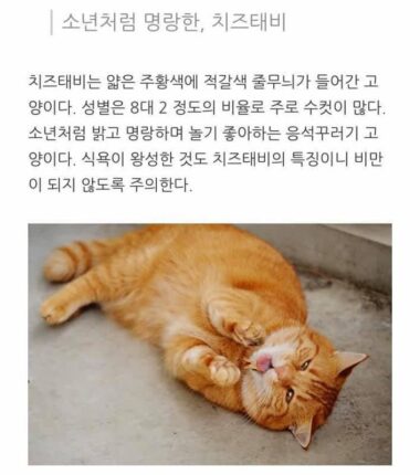 고양이 종류별 성격 .jpg