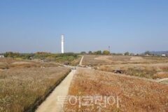 서울 하늘공원에서 금빛 억새 물결 만나보세요