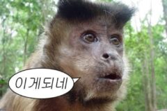 사람의 거짓말을 식물이 감지할 수 있을까? (feat. 드라마 아이돌아이)