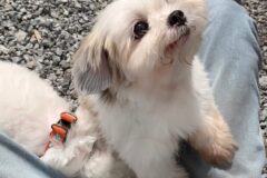 재롱이네 입양되고 뽀송 강쥐가 된 담비.jpgif