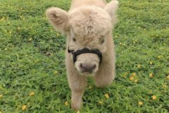 댕댕이같은 하이랜드 아기소들🐮