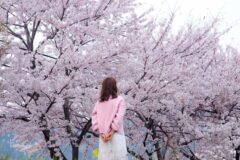 2026 전국 벚꽃 개화시기 언제일까 2025 비교로 본 핵심 체크리스트