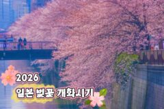 “1월 인데 벌써 하다간 항공권 못구합니다” 2026 일본 벚꽃 개화시기