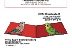 재미로 보는 앵무새 성향 & 지능 티어도