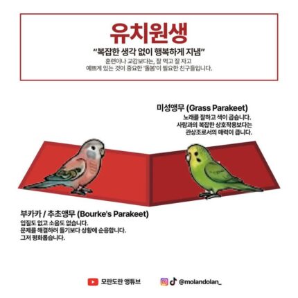 재미로 보는 앵무새 성향 & 지능 티어도