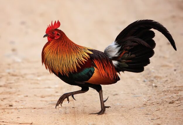 왜 인간은 많고 많은 새알 중에서도 굳이 ‘닭알’과 ‘메추리알’을 먹게 되었을까?