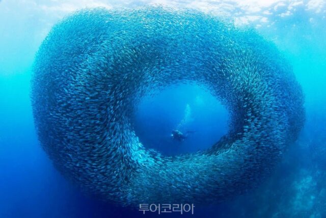 “겨울에 왜 세부야?”…도시도, 휴양도 놓치기 싫다면, 지금 주목해야 할 곳