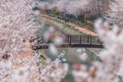 벚꽃 만개할 때 썸을 사랑으로 바꿀 필승 여행지 TOP 5